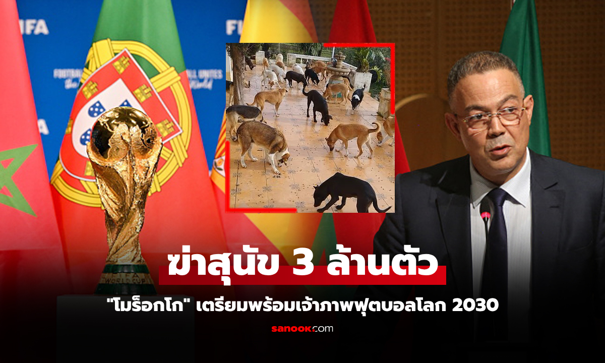 กวาดล้างครั้งใหญ่! "โมร็อกโก" สังหาร "สุนัขจรจัด" รับมือเจ้าภาพฟุตบอลโลก 2030