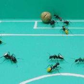 Ant World Cup 2010_2