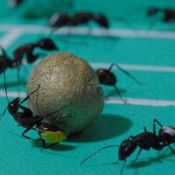 Ant World Cup 2010_4