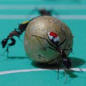 Ant World Cup 2010_1
