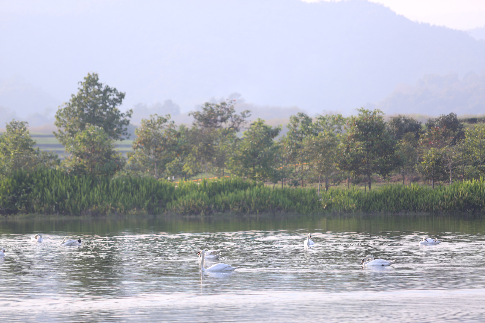 Singha Series Run