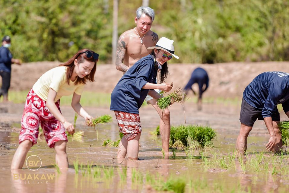 บัวขาว ดำนา 