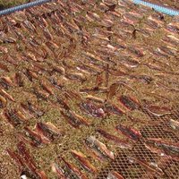แวะซื้อปลาเค็ม–ปลาหวานตากแดด ฝีมือนักเรียนทำเองเพิ่มรายได้