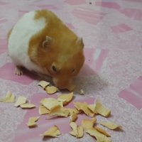 น่ารัก! เพื่อนคู่ซี้ต่างสายพันธุ์ สุนัขใจดีนอนให้แมวกินนมเหมือนกับเป็นลูก