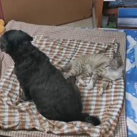 น่ารัก! เพื่อนคู่ซี้ต่างสายพันธุ์ สุนัขใจดีนอนให้แมวกินนมเหมือนกับเป็นลูก
