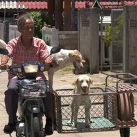 สองตัวบน! หมาแสนรู้ไหว้ขอขขนมยืนบนฝากระโปรงรถ