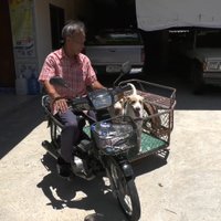สองตัวบน! หมาแสนรู้ไหว้ขอขขนมยืนบนฝากระโปรงรถ