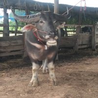 เจ้าเม็ดเงิน ควายไทยเพศผู้รู้ภาษาคน ค่าตัวสูงถึง 1,500,000 บาท