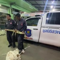 พบจระเข้ตัวเขื่องอ้าปากพร้อมสู้ในห้องเช่า คาดพอโตแล้วโดนทิ้ง