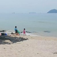 สวยอันตราย! ชายหาดสมิหลาอันตรายแมงกะพรุนพิษอาละวาด