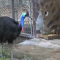 "ข้าวตูกับข้าวตัง" นกคาสโซวารีสัตว์ป่าหายาก ที่สวนสัตว์สงขลา