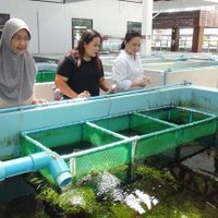 สุดเจ๋ง! นักวิชาการไทยสร้างปลานีโม่ ไร้ลวดลายได้สำเร็จ