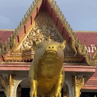 อนุสาวรีย์หมูสีทองแห่งที่ 2 อายุกว่าร้อยปี วัดดังเมืองอ่างทอง