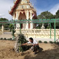 แห่ส่งเลขฟันพ่อเฒ่า กลายเป็นสีเขียวมรกตและอัฐิกลายเป็นสีทอง