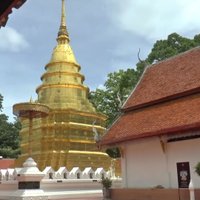 ต้นลีลาวดีโบราณวัดพระธาตุจอมทอง อายุมากกว่า 200 ปี