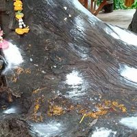 ส่องเลขต้นตะเคียนปราจีนบุรี หลังให้หวยแม่นงวดก่อนนี้