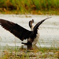 น่าชื่นชม! หนุ่มทิ้งที่นา 300 ไร่ ให้นกเป็ดหงส์ใช้เป็นที่อยู่อาศัย