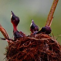 ภาพน่ารักของนกแซวสวรรค์เร่งจับแมลงป้อนลูกน้อย