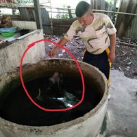 "ก๋วยเตี๋ยวปลาดุ" ฟังไม่ผิดปลาแรดดุ กระโดดกัดถึงนอกบ่อ