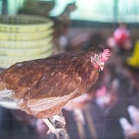 ท่องเที่ยวเชิงเกษตรวังน้ำเขียว ช้อปชิมผลผลิตสดๆ จากไร่ 