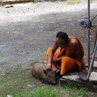 น้องพุ่มพวง! หมูป่าแสนรู้วัดโนนแดง ขวัญใจชาวบ้าน