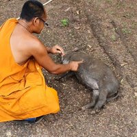 น้องพุ่มพวง! หมูป่าแสนรู้วัดโนนแดง ขวัญใจชาวบ้าน