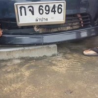 แห่ส่องเลขรถ แมวถูกรถเก๋งชนติดไปกับรถ รอดปาฏิหาริย์