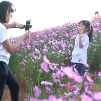 ทุ่งดอกไม้กว่าแสนต้น บานรับลมหนาว พร้อมเช็คอิน