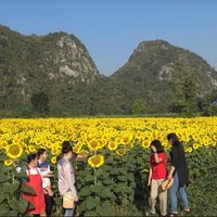 เหลืองอร่าม! ชมความงามทุ่งทานตะวันชายเขาบ้านน้ำพุ