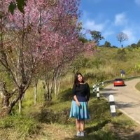 งามชมพูดูอร่ามตา! ดอกพญาเสือโคร่ง สะพรั่งรับหนาวที่ดอยช้าง