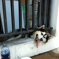 โธ่เจ้าไซ จะเข็ดไหม! กู้ภัยช่วยสุนัขไซบีเรียลหัวติดลูกกรงรั้วเหล็ก