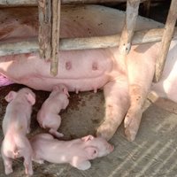 มาให้โชค! หมูออกลูกเหมือนช้าง เชื่อเป็นพระพิฆเนศให้โชค