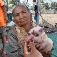 มาให้โชค! หมูออกลูกเหมือนช้าง เชื่อเป็นพระพิฆเนศให้โชค