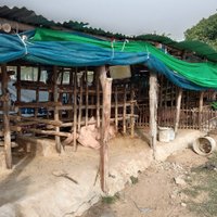 มาให้โชค! หมูออกลูกเหมือนช้าง เชื่อเป็นพระพิฆเนศให้โชค