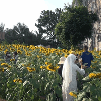 ทุ่งทานตะวันกลาง หุบเขาทะนาน
