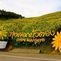 ปลายปีเจอกัน! ยืดทุ่งบัวตองให้ท่องเที่ยวยาวนานมากขึ้น