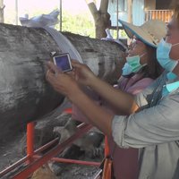 เลขเด็ด! แห่ขอหวยต้นตะเคียน หลังมีผู้โชคดีถูก 2 งวด ติด