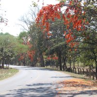 ชวนเที่ยวชมถนนดอกจานบานสะพรั่ง เก็บตะวันที่เขื่อนมูลบน