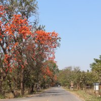 ชวนเที่ยวชมถนนดอกจานบานสะพรั่ง เก็บตะวันที่เขื่อนมูลบน