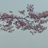 บานสะพรั่ง สั่งลาพญาเสือโคร่ง สิ้นสุดกาลเวลาแห่งความงดงาม