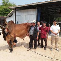 อภินิหาร โคตรโคลึงค์ทองคำ! สุดยอดพญาวัว ขอซื้อ 2 ล้าน ขอทอน 1 บาท