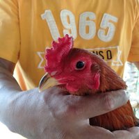 หายากหนึ่งในล้าน! ไก่ชนตาเพชร เชื่อนำโชคลาภ 