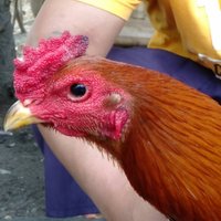 หายากหนึ่งในล้าน! ไก่ชนตาเพชร เชื่อนำโชคลาภ 