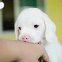 น้องน่ารัก! บีเกิลสุนัขเผือกตัวเเรกของไทย ดังไกลทั่วโลก