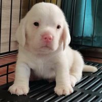 น้องน่ารัก! บีเกิลสุนัขเผือกตัวเเรกของไทย ดังไกลทั่วโลก