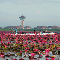 ล่องเรือชมดอกบัวแดงบานสะพรั่ง คุ้งน้ำทะเลน้อย