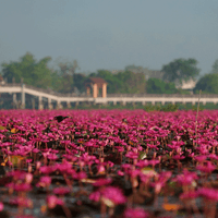 ล่องเรือชมดอกบัวแดงบานสะพรั่ง คุ้งน้ำทะเลน้อย