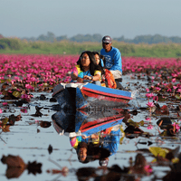 ล่องเรือชมดอกบัวแดงบานสะพรั่ง คุ้งน้ำทะเลน้อย