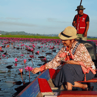 ล่องเรือชมดอกบัวแดงบานสะพรั่ง คุ้งน้ำทะเลน้อย