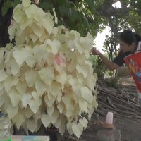 อัศจรรย์! ต้นโพธิ์ใบสีชมพูขาว ไม่ยอมเปลี่ยนเป็นสีเขียวนานกว่า 16 ปี